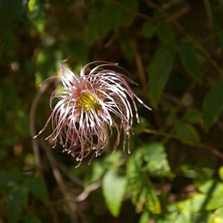 Clematis macropetala unspecified picture