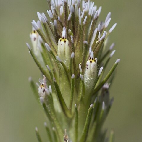 Castilleja attenuata unspecified picture