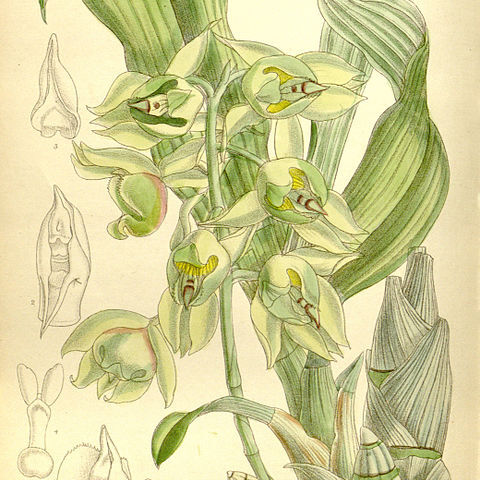 Catasetum lemosii unspecified picture