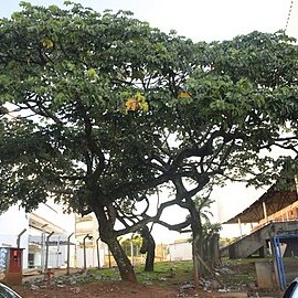 Cecropia polystachya unspecified picture