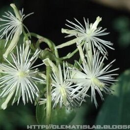 Clematis formosana unspecified picture