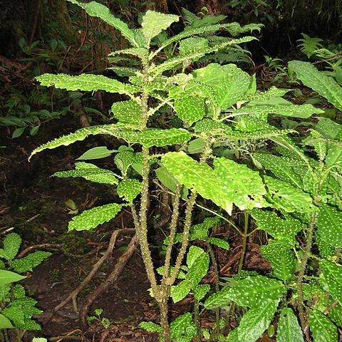 Cyanea platyphylla unspecified picture