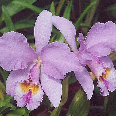 Cattleya gaskelliana unspecified picture