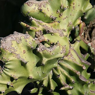 Euphorbia cristata unspecified picture