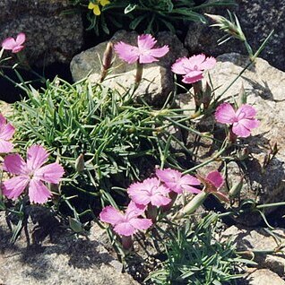 Dianthus haematocalyx unspecified picture