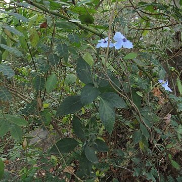 Eranthemum capense unspecified picture