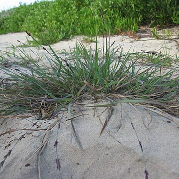 Eragrostis interrupta unspecified picture