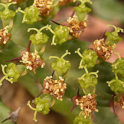 Euphorbia stellata unspecified picture