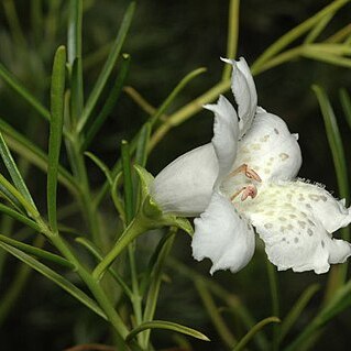 Eremophila polyclada unspecified picture