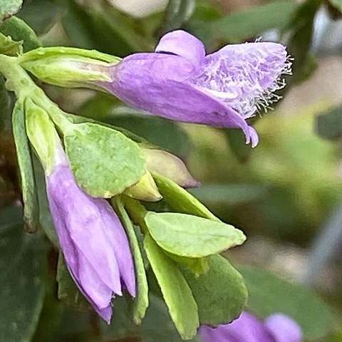 Eremophila barbata unspecified picture