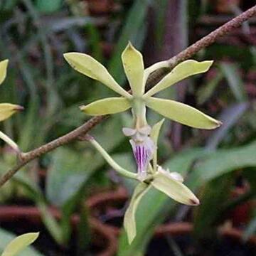 Encyclia unspecified picture