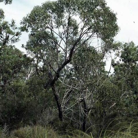 Eucalyptus conglomerata unspecified picture