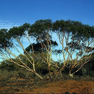 Eucalyptus eremicola unspecified picture