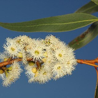 Eucalyptus petraea unspecified picture