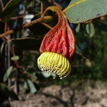 Eucalyptus stoatei unspecified picture