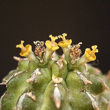 Euphorbia sepulta unspecified picture