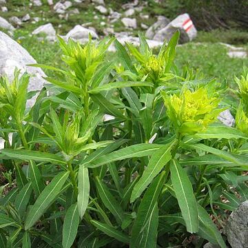 Euphorbia austriaca unspecified picture