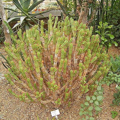 Euphorbia heptagona unspecified picture