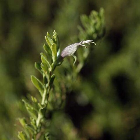 Eremophila veneta unspecified picture