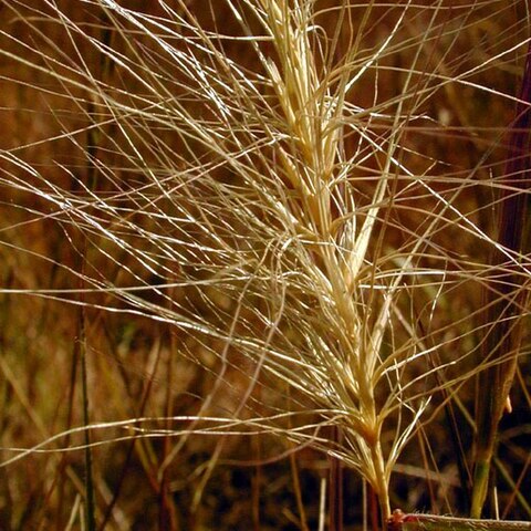 Elymus multisetus unspecified picture