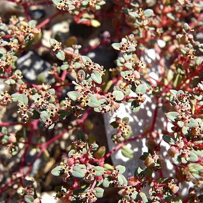 Euphorbia micromera unspecified picture