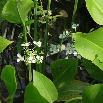 Sagittaria platyphylla unspecified picture