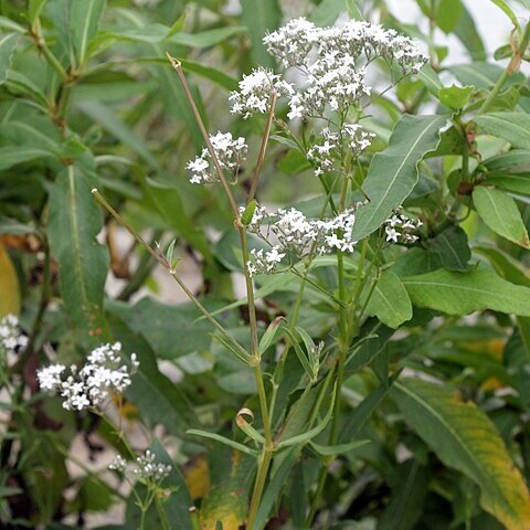 Gypsophila oldhamiana unspecified picture