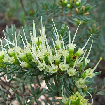 Homoranthus papillatus unspecified picture