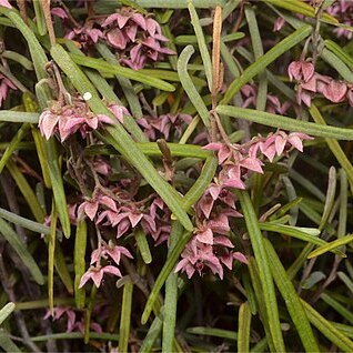 Lasiopetalum baueri unspecified picture