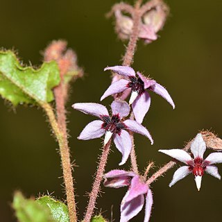 Lasiopetalum glabratum unspecified picture