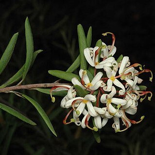 Lomatia polymorpha unspecified picture