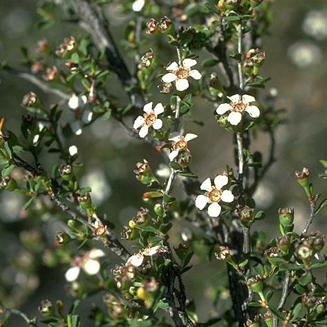 Leptospermum maxwellii unspecified picture