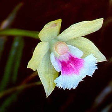 Leptotes tenuis unspecified picture