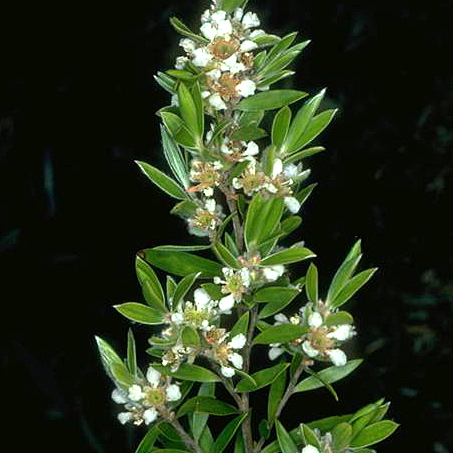 Leptospermum whitei unspecified picture