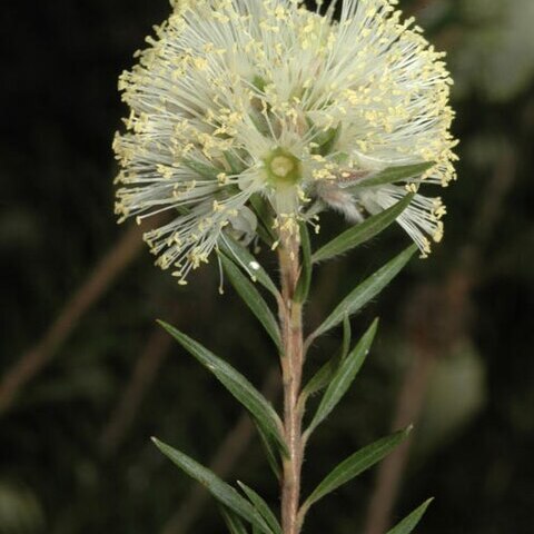 Melaleuca capitata unspecified picture