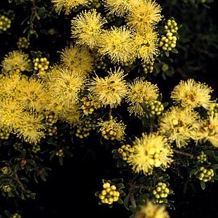 Melaleuca leiopyxis unspecified picture