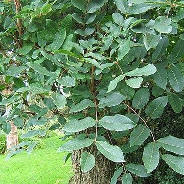 Sabiaceae unspecified picture