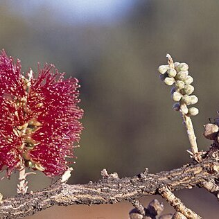 Melaleuca apostiba unspecified picture