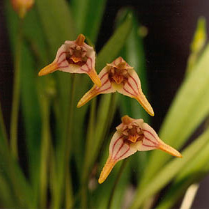 Masdevallia striatella unspecified picture