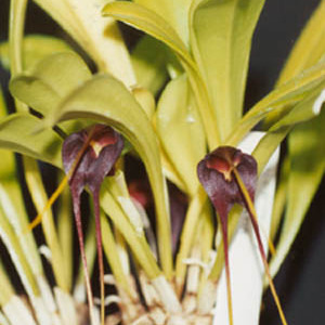 Masdevallia rolfeana unspecified picture