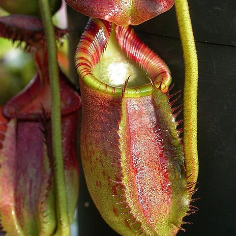 Nepenthes ephippiata unspecified picture