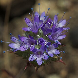 Navarretia heterodoxa unspecified picture