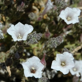 Nolana leptophylla unspecified picture