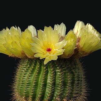 Parodia tenuicylindrica unspecified picture