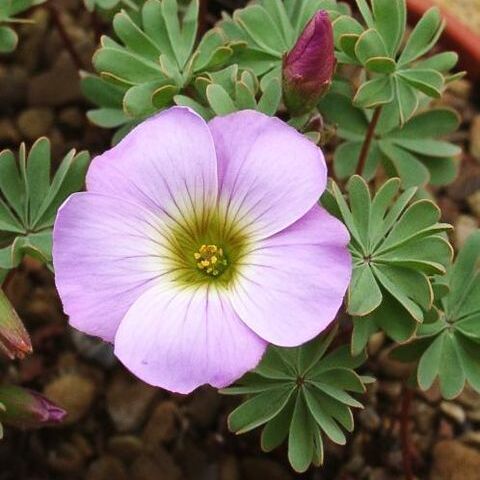 Oxalis enneaphylla unspecified picture