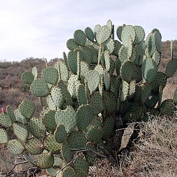 Opuntia chlorotica unspecified picture