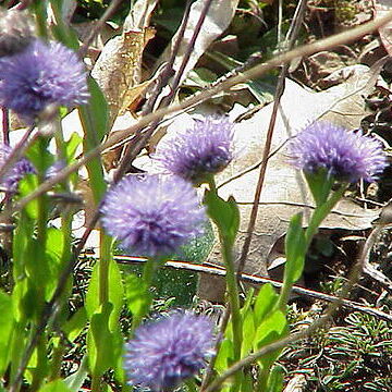 Globularia trichosantha unspecified picture