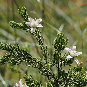 Philotheca papillata unspecified picture