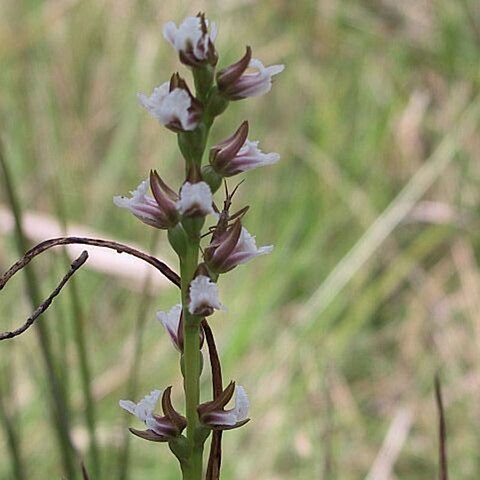 Prasophyllum caricetum unspecified picture