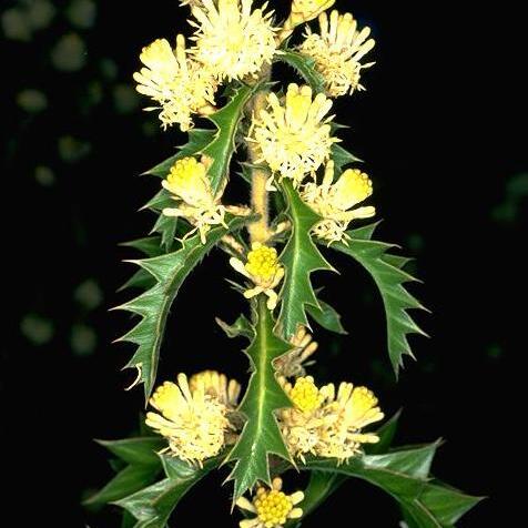 Petrophile carduacea unspecified picture